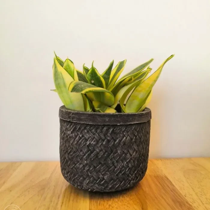 Snake Plant Dwarf (in Small Concrete Pot)