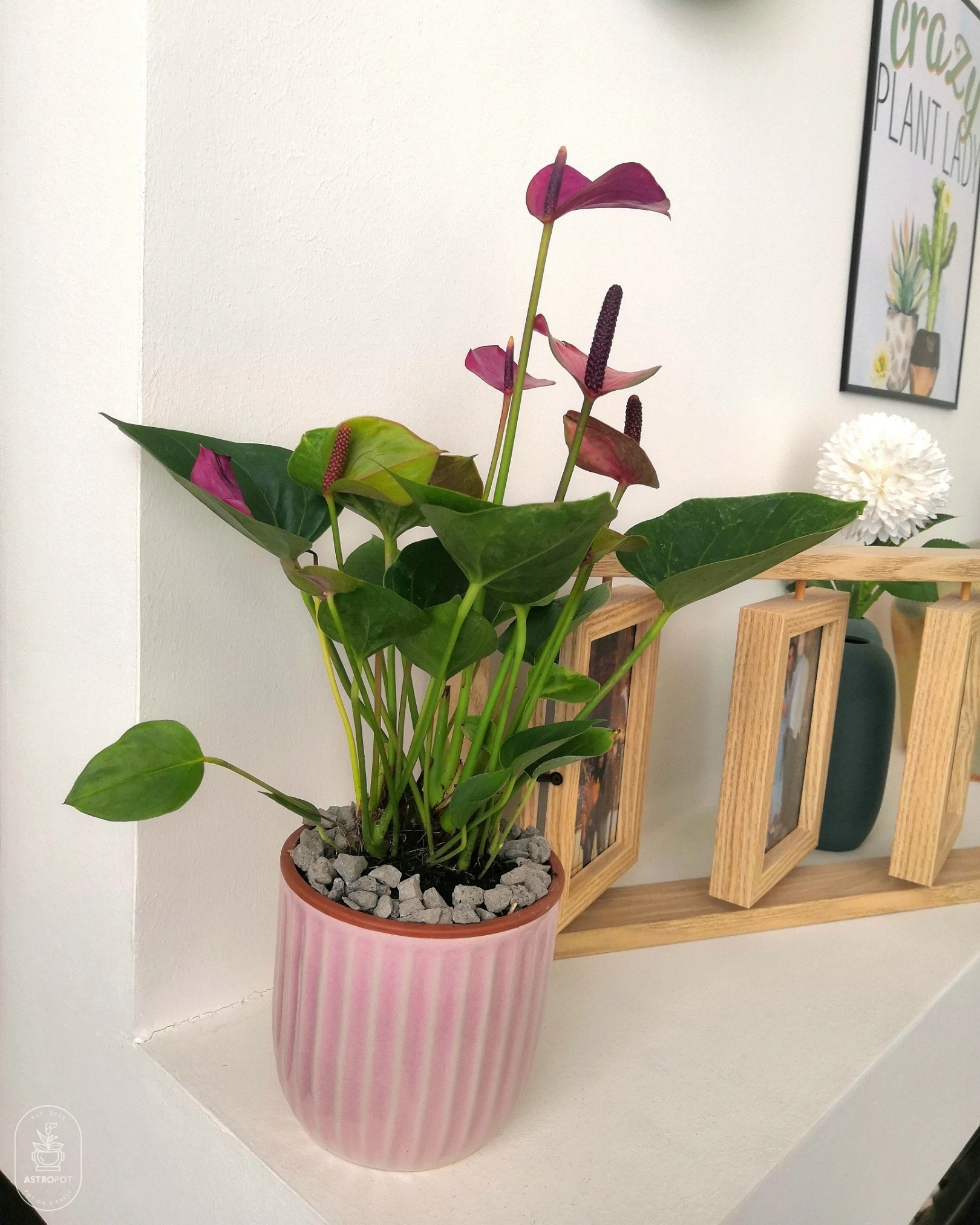 Anthurium Laceleaf in a Ceramic Pot