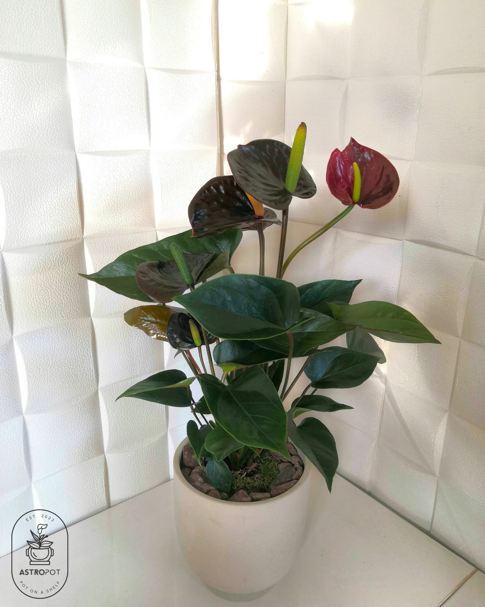 Anthurium Laceleaf in a Ceramic Pot