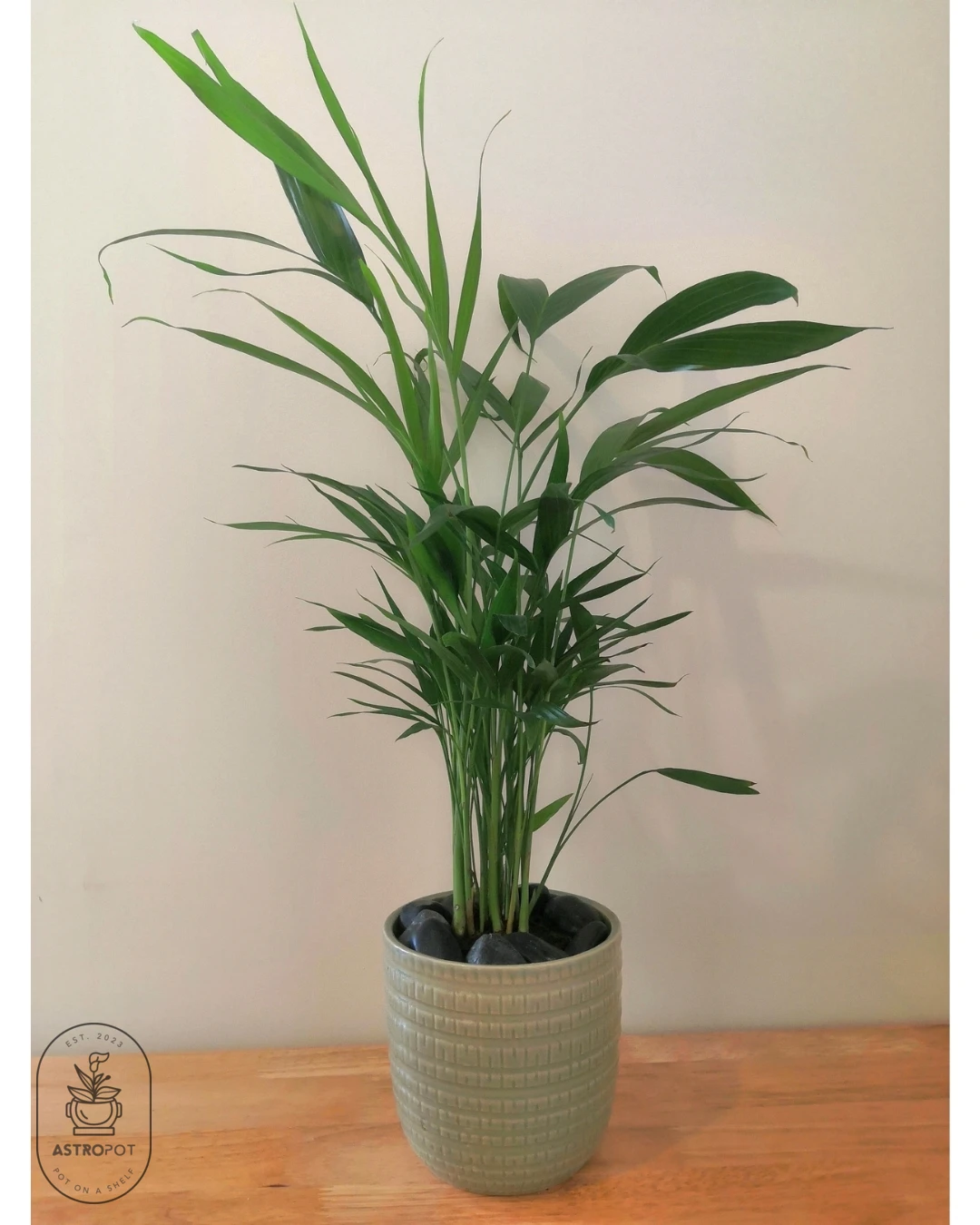 Areca Palm In a Green Ceramic Pot