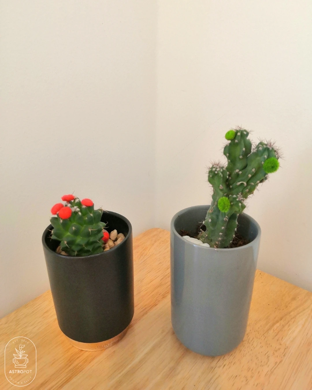 Set of 2 - Cacti in Ceramic Cups