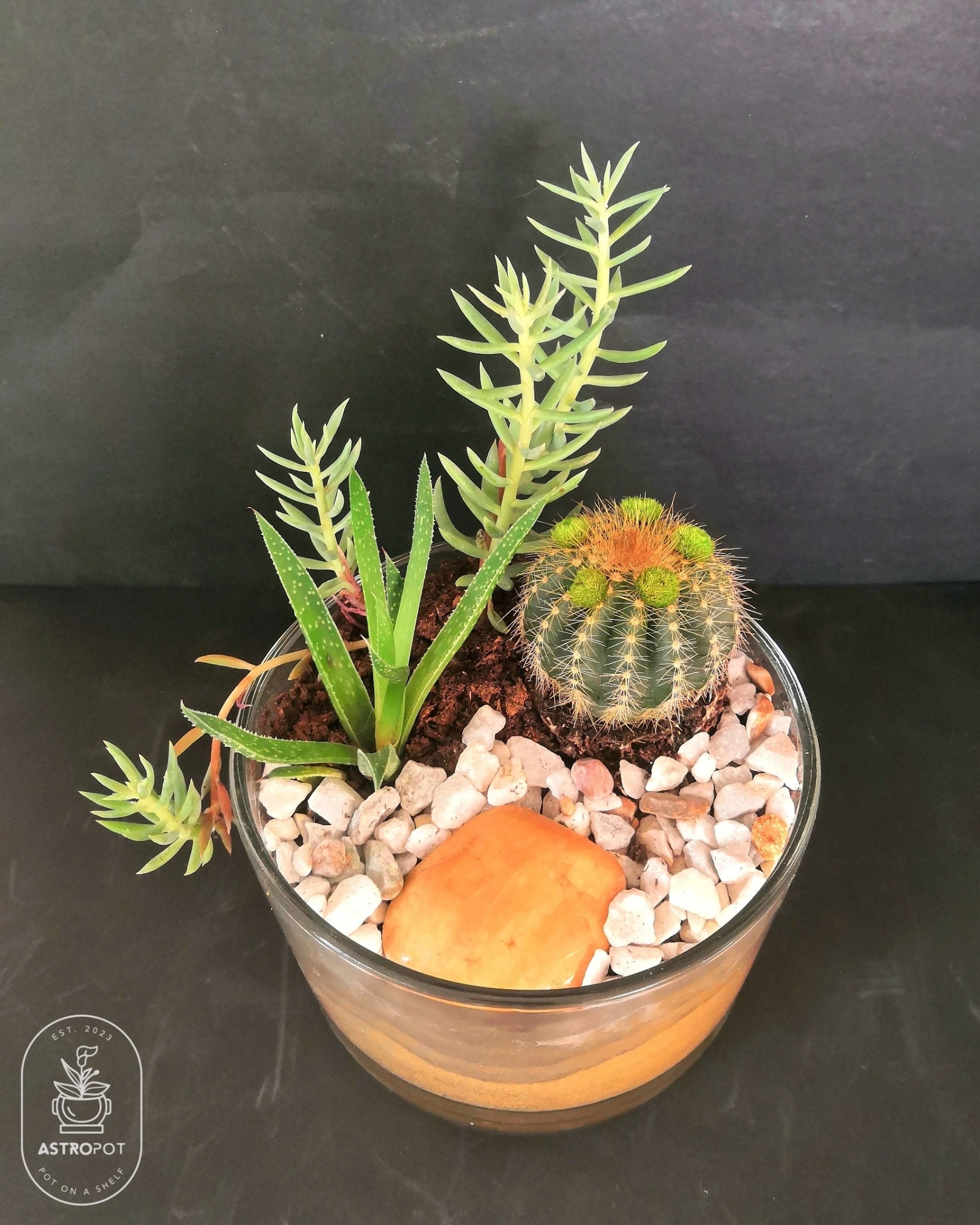 Cactus & Succulent Duo in a Shallow Vase