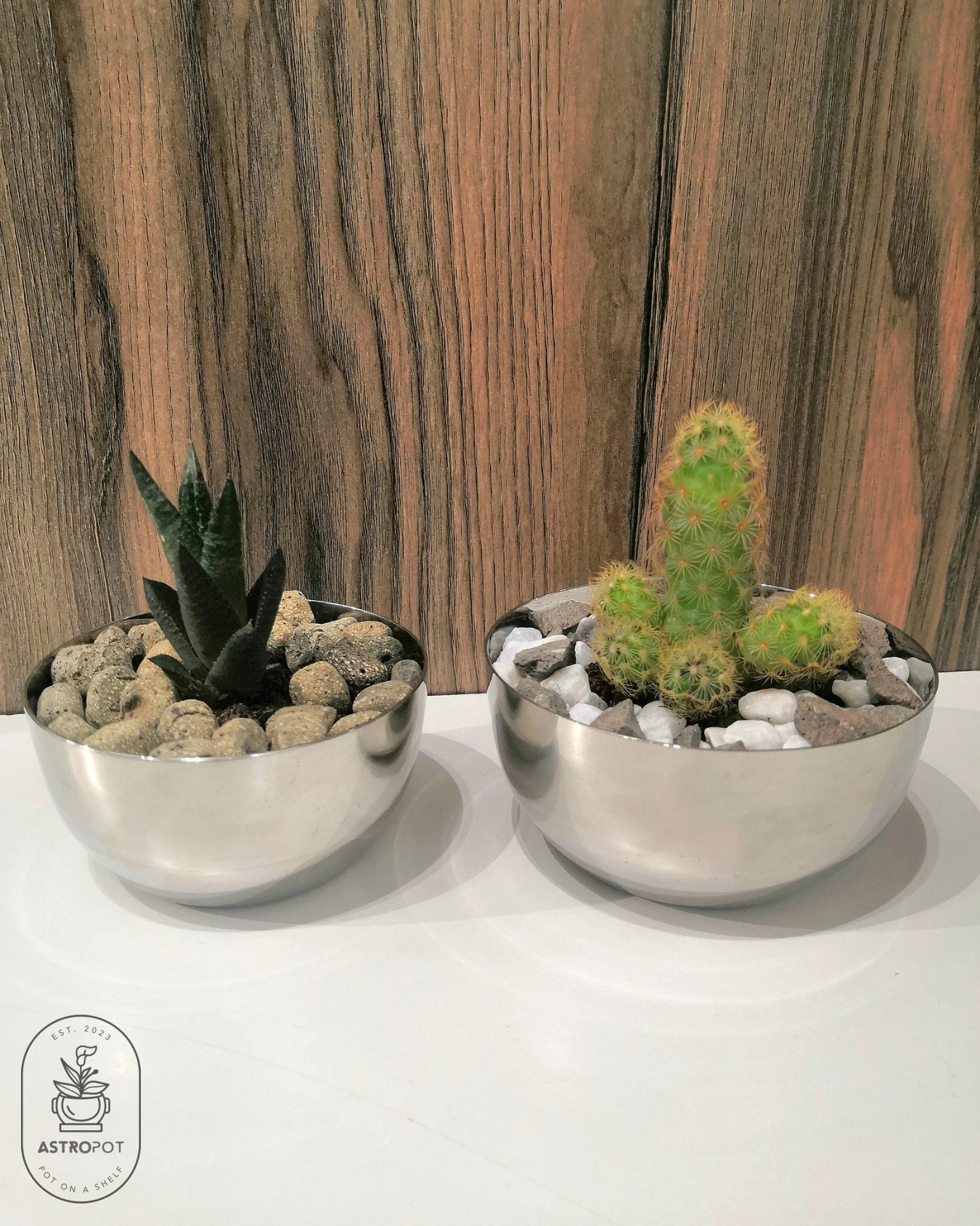 Cactus - Succulent set of 2 Stainless