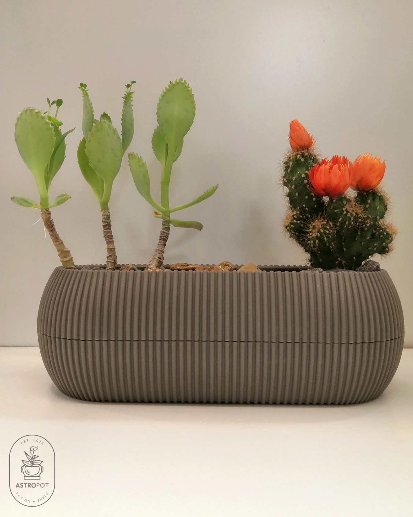 Cacti-Succulents Combo in Oval Plastic Pot (Brown)