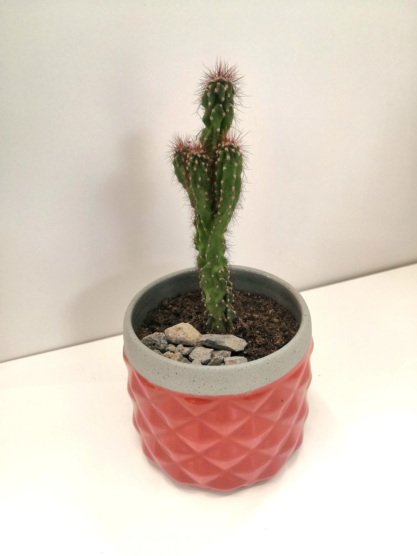 Cactus in Small Ceramic Pot