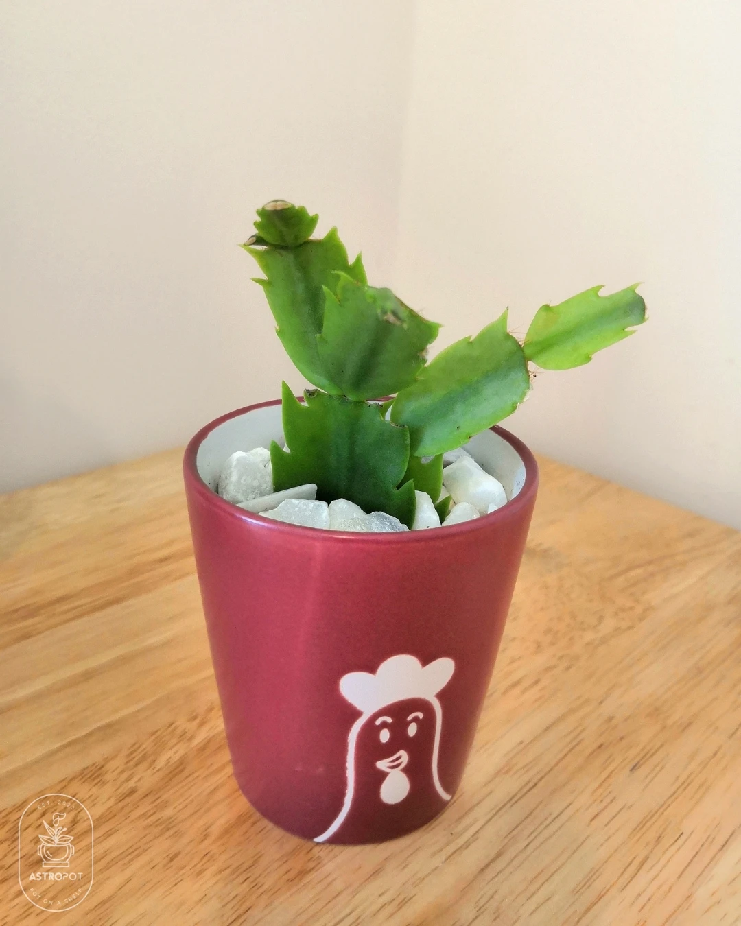 Cactus in Small Ceramic Cup (Chicken)