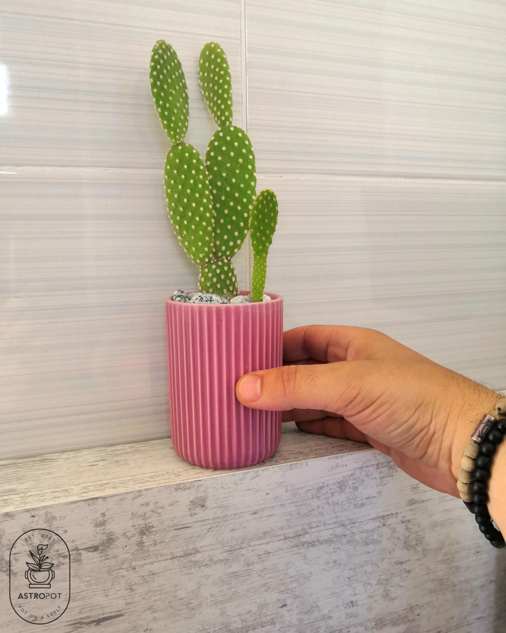 Cactus in Small Ceramic Pot (Pink)