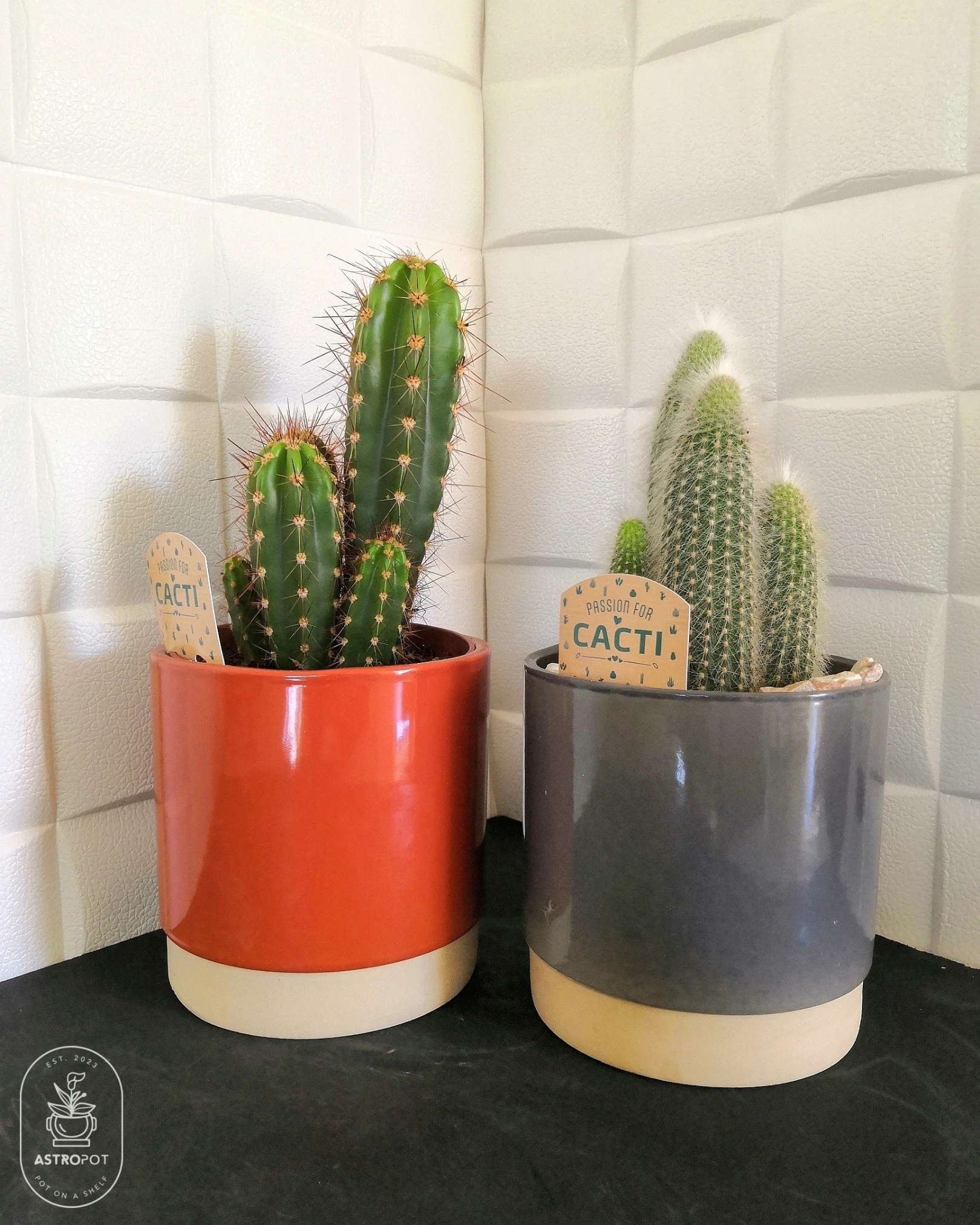 Cactus in a Ceramic Pot