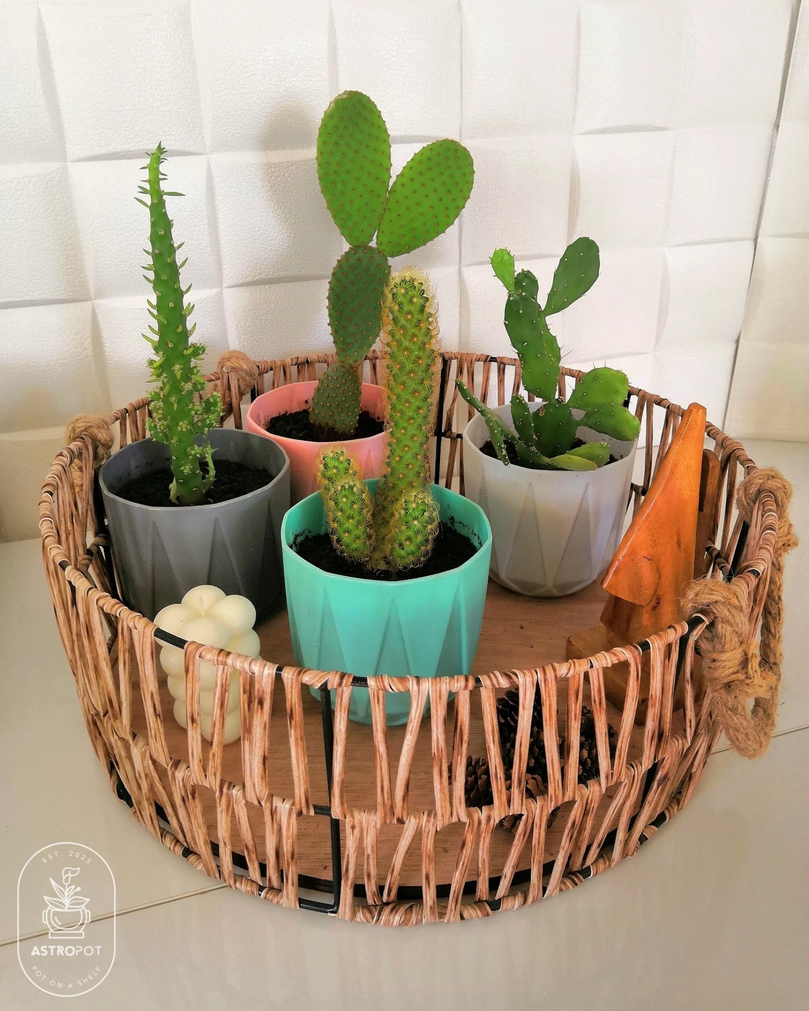 Cactus & Succulent in Plastic Pots Set - 4 Pieces