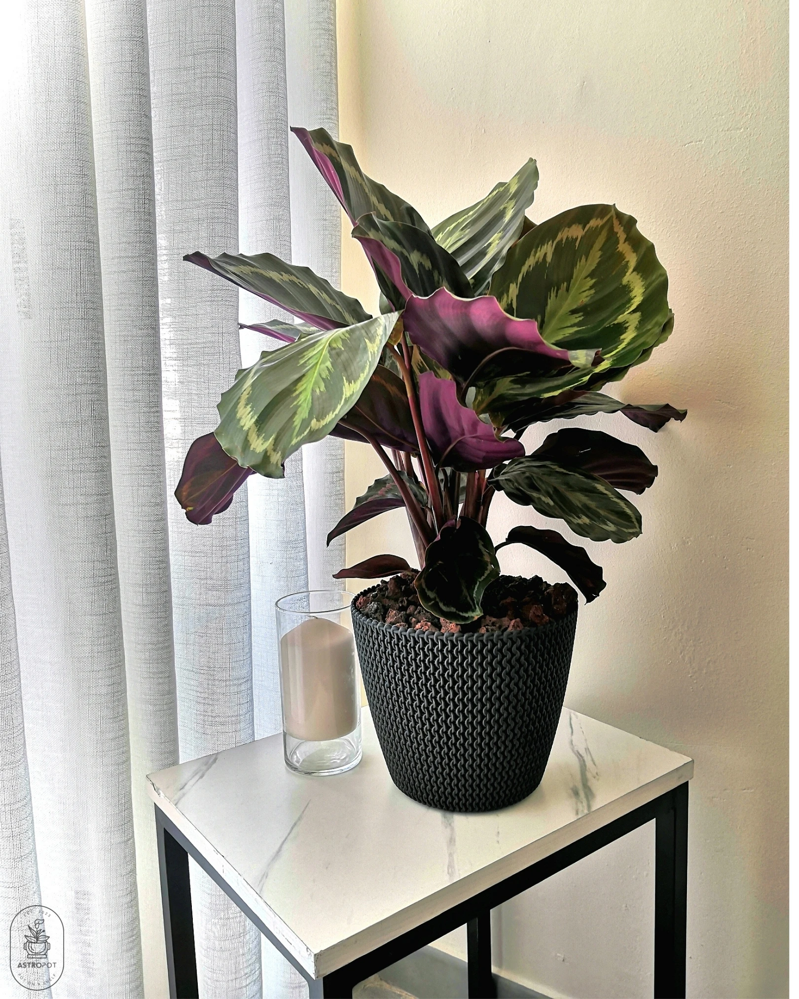 Calathea Medallion Plant - Plastic Pot (50 cm)