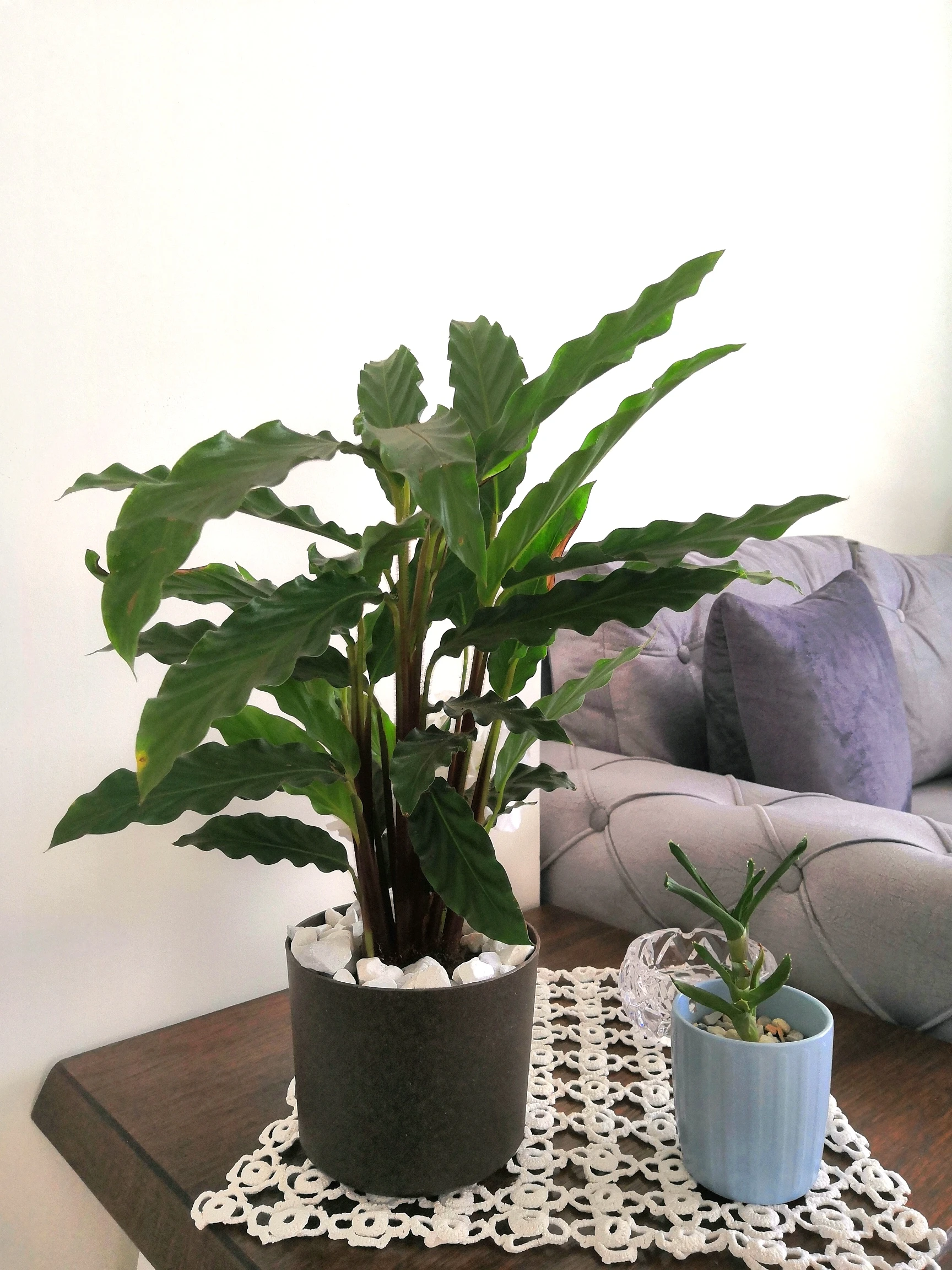 Calathea Rufibarba Plant - Plastic Pot (50 cm)