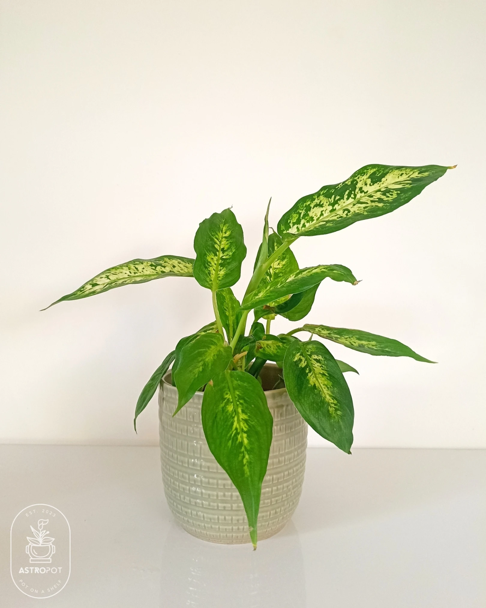 Dieffenbachia in a Ceramic Pot