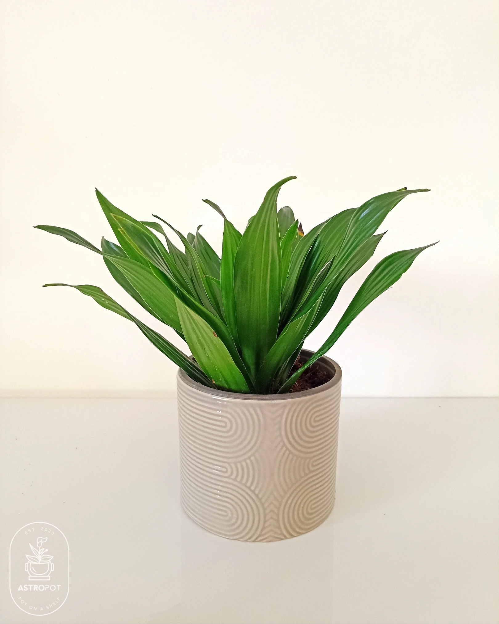 Dracaena Compacta in a Ceramic Pot