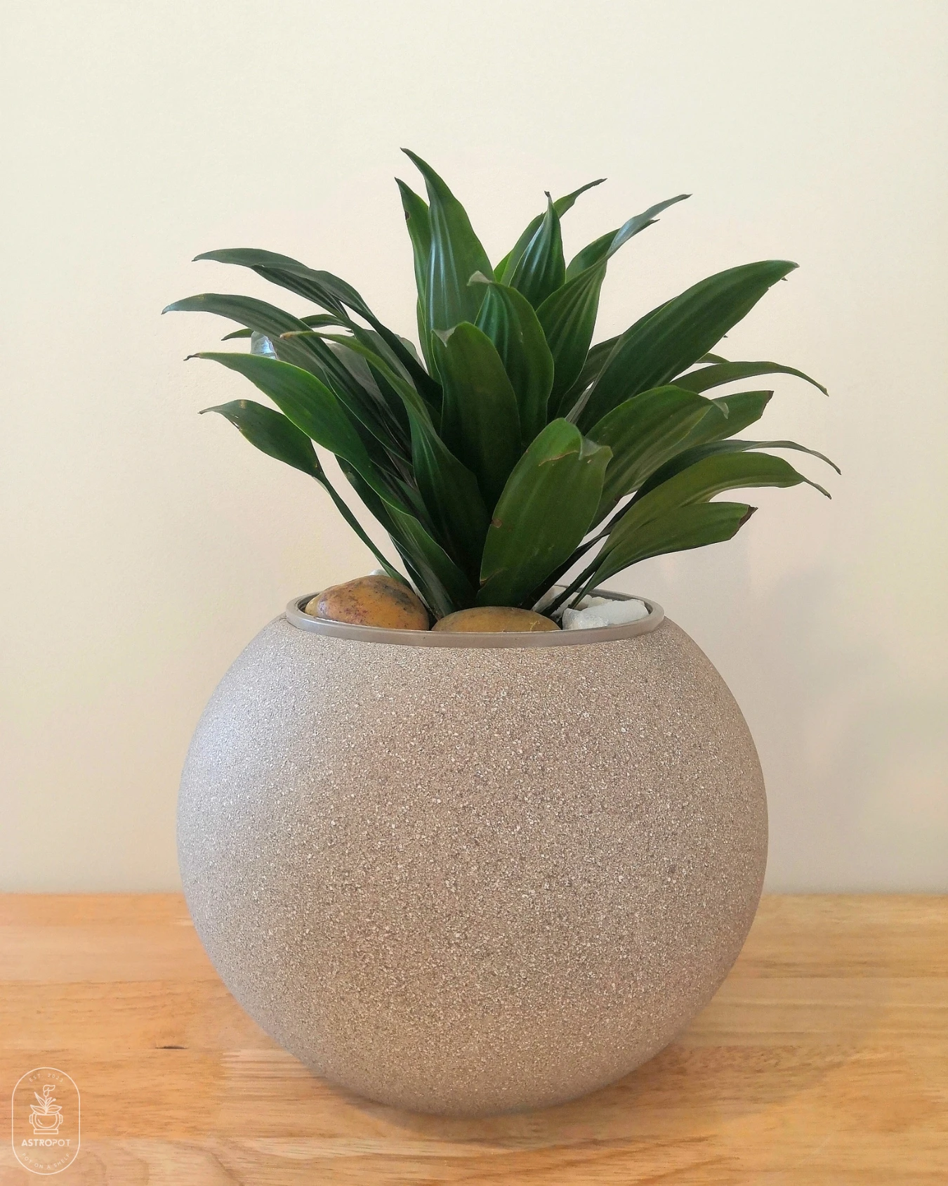 Dracaena Compacta Medium Size - Plastic Pot