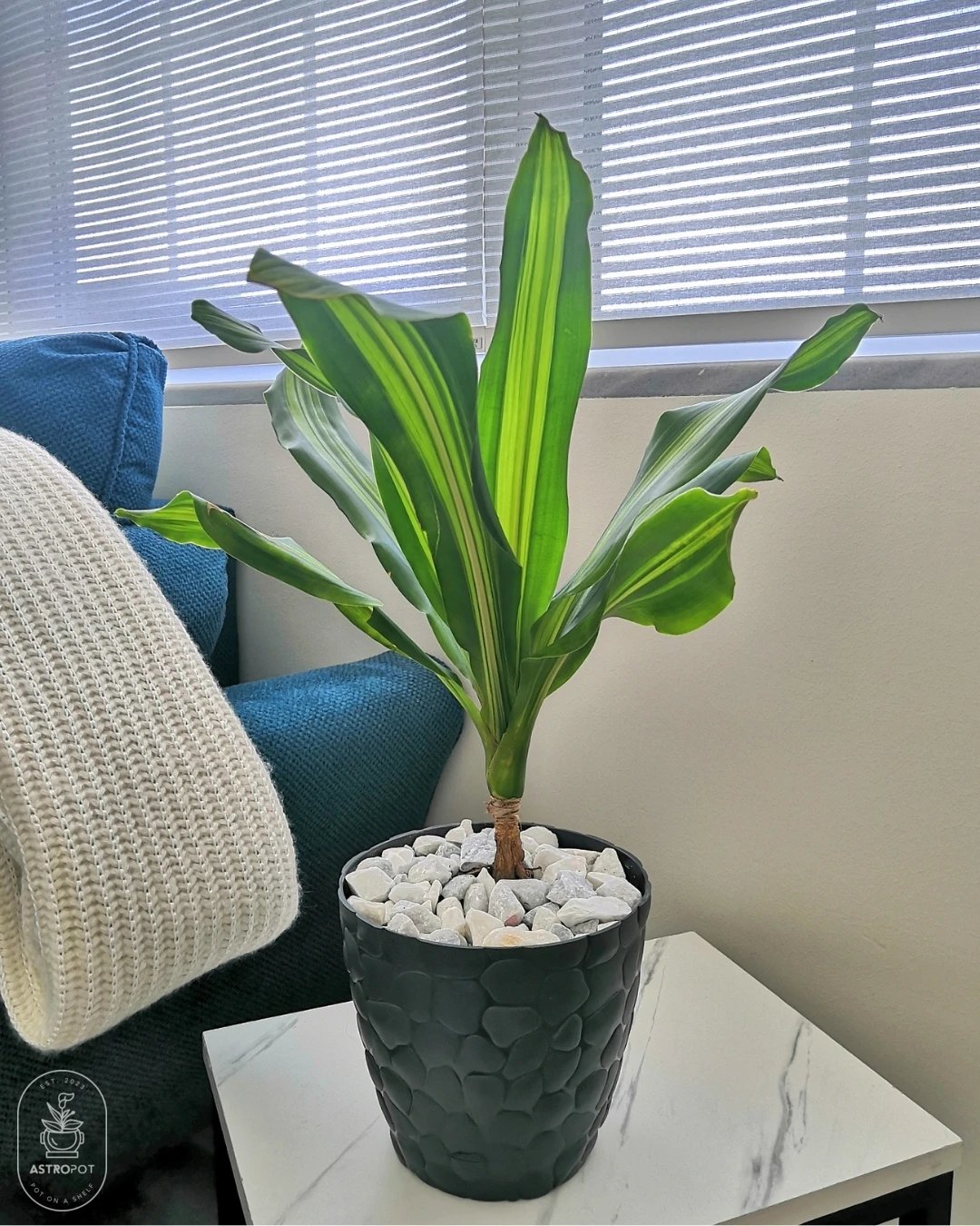 Dracaena Fragrans Lemon in a Plastic Pot