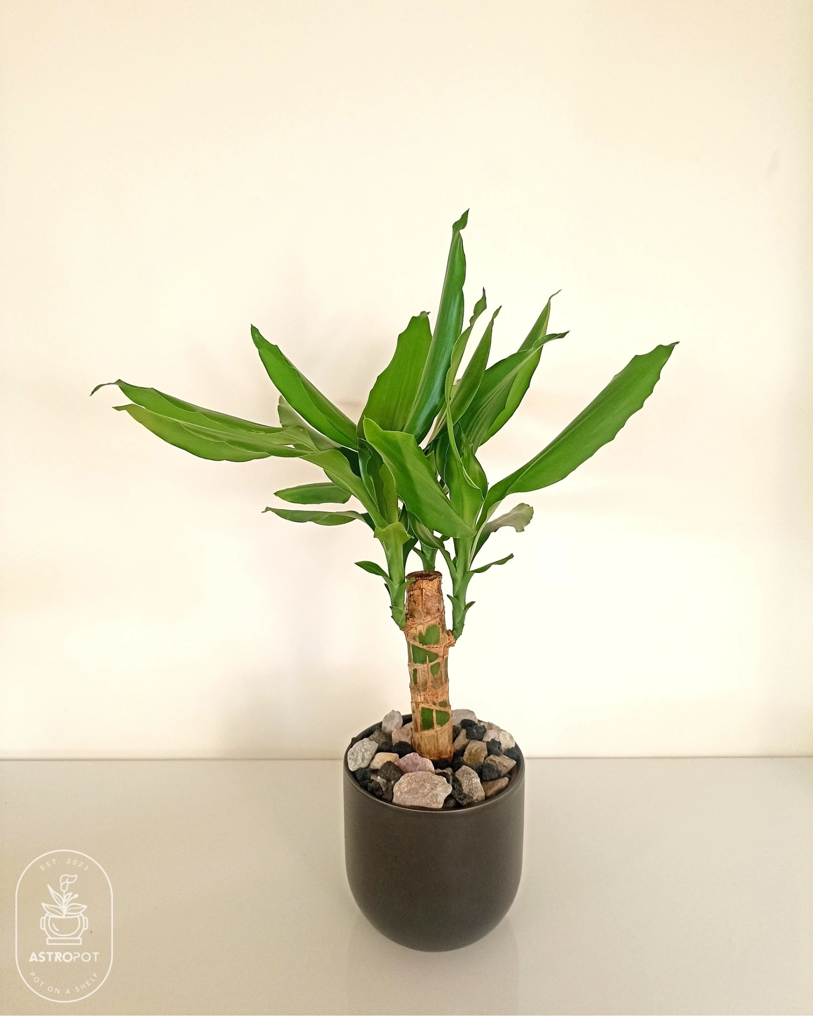 Dracaena Fragrans in a Plastic Pot