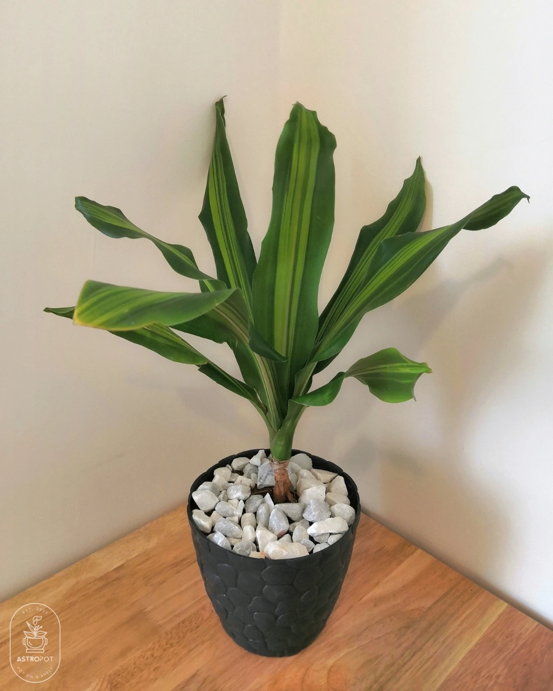 Dracaena Fragrans Lemon In Black Plastic Pot