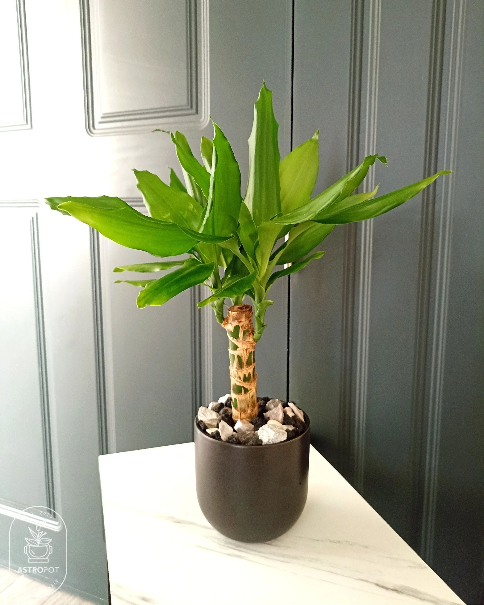 Dracaena Fragrans Steudneri in a Ceramic Pot