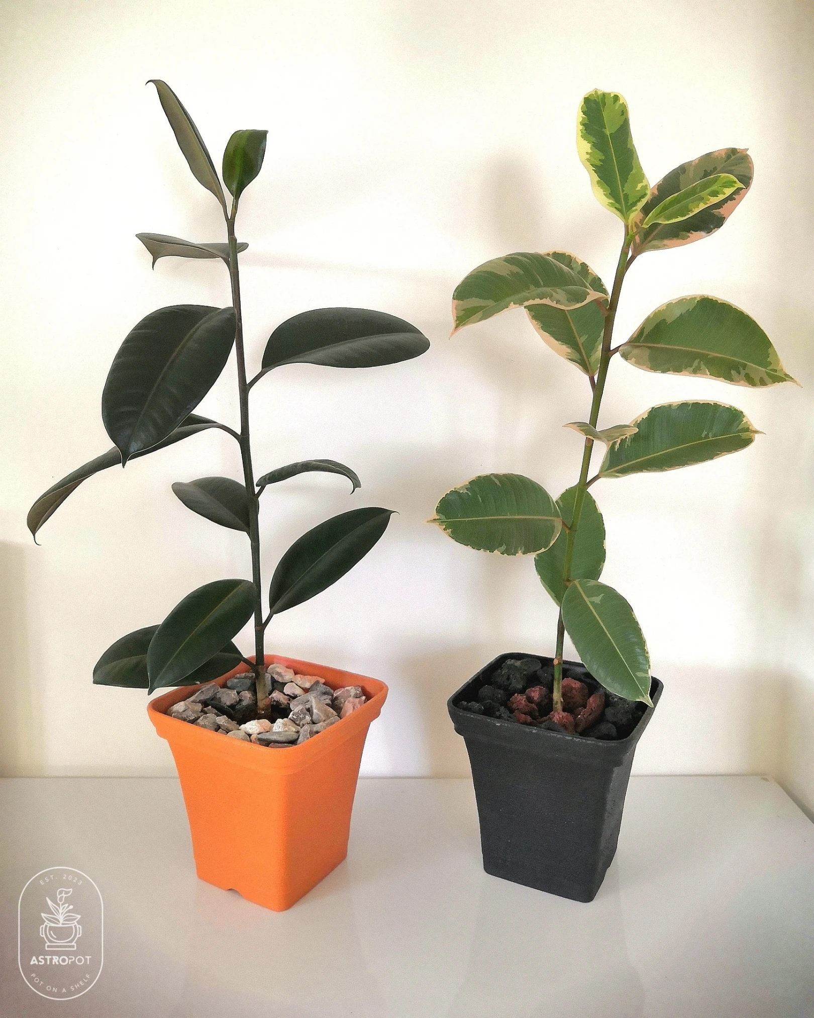 Ficus Elastica in a Plastic Pot