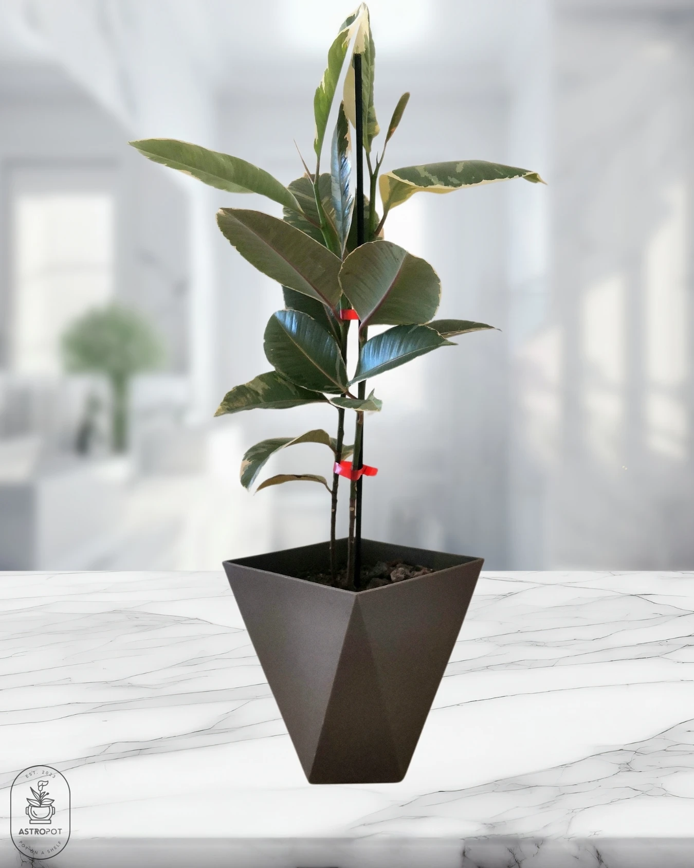 Ficus Elastica Ruby