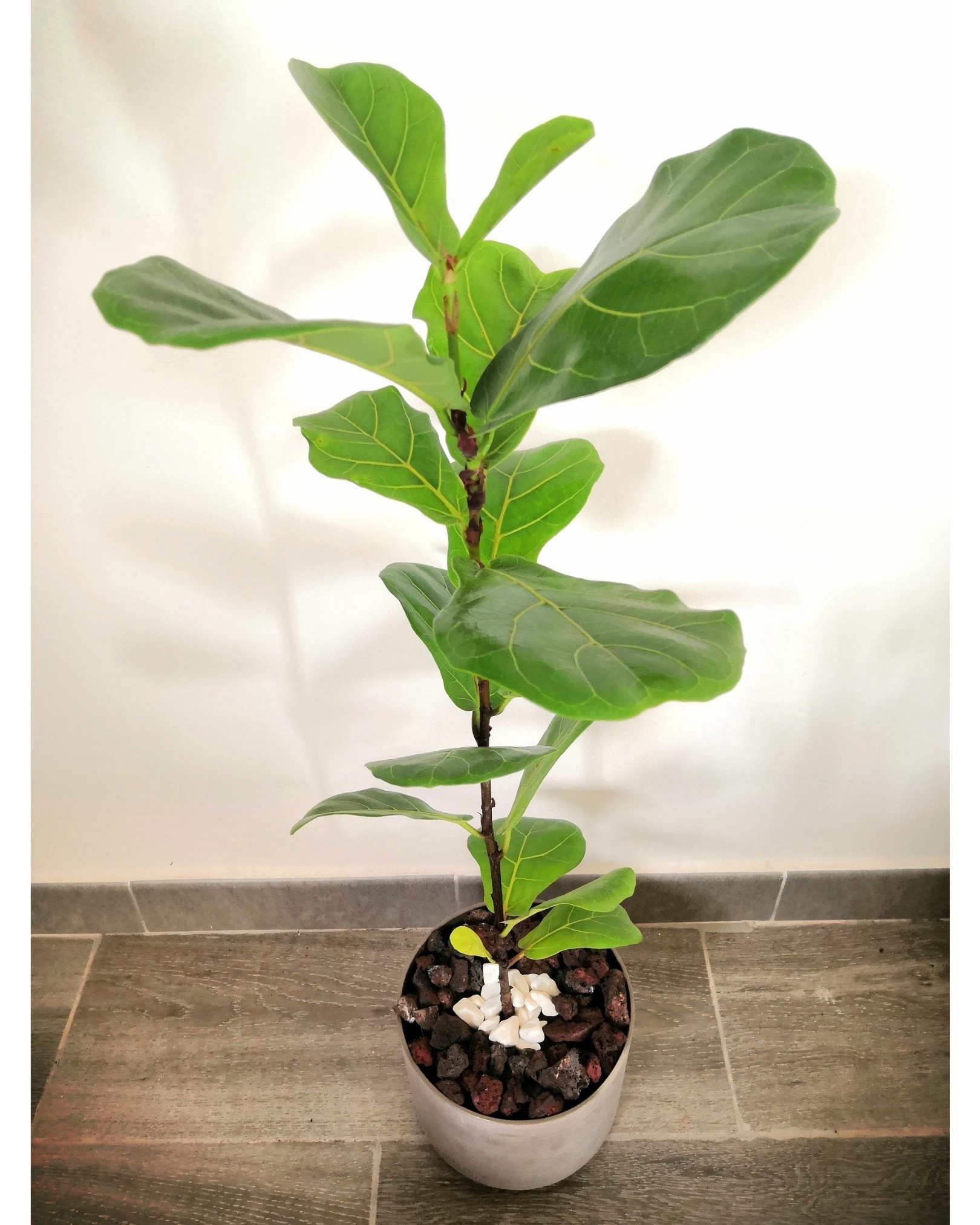 Fiddle-leaf Fig (Ficus Lyrata) In Concrete Pot