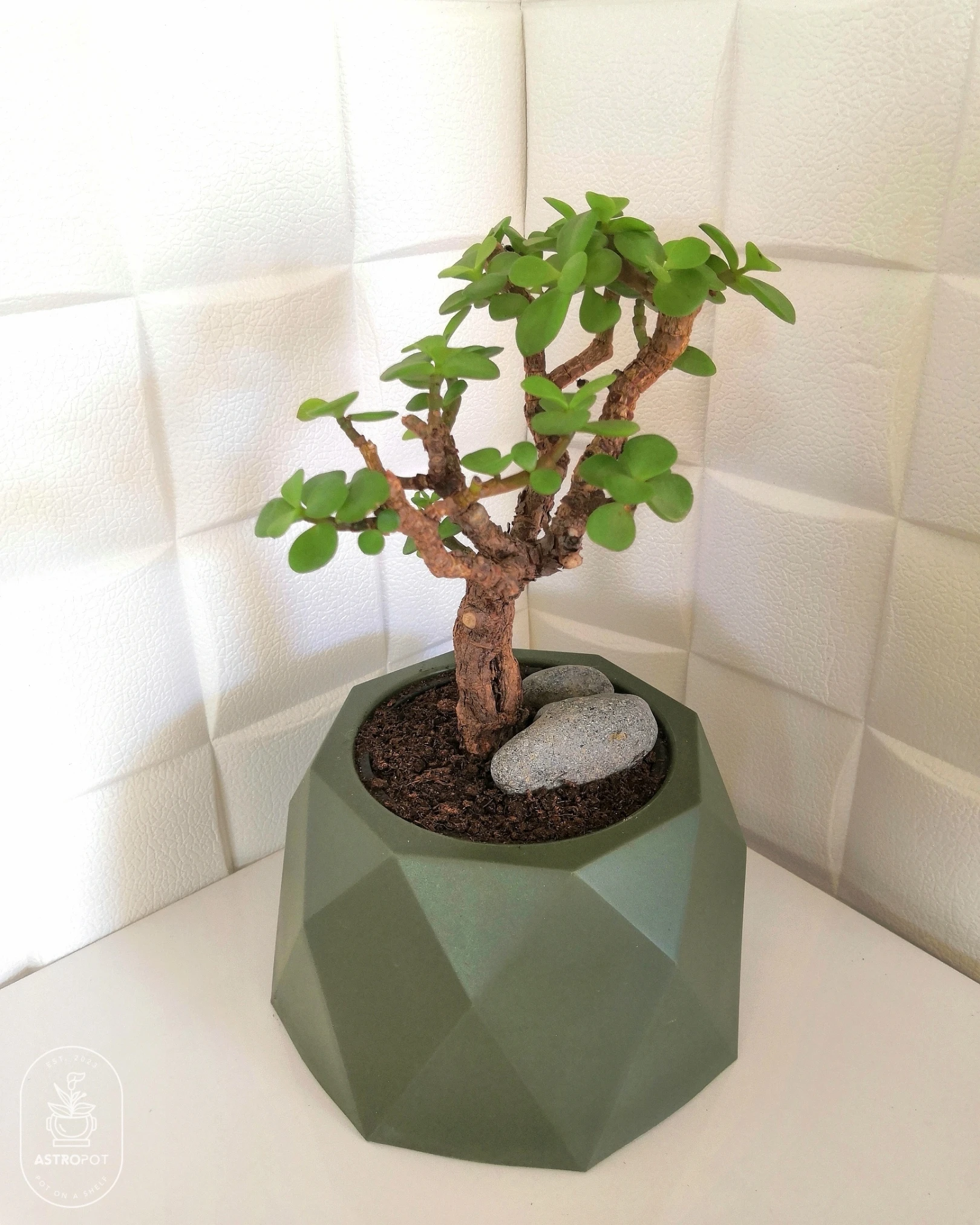 Jade Plant Bonsai in a Plastic Pot