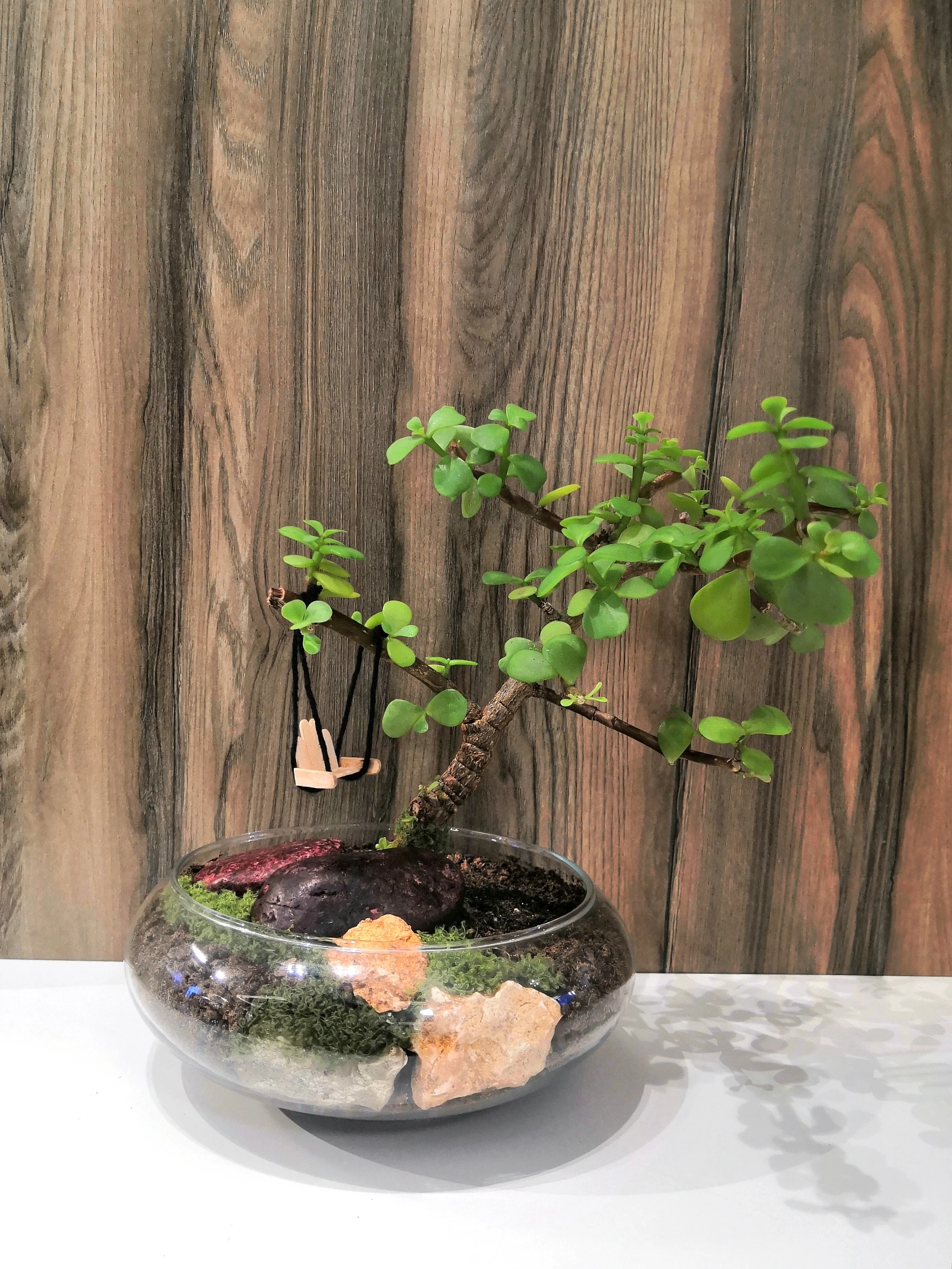 Jade Plant Bonsai (Glass Vase)