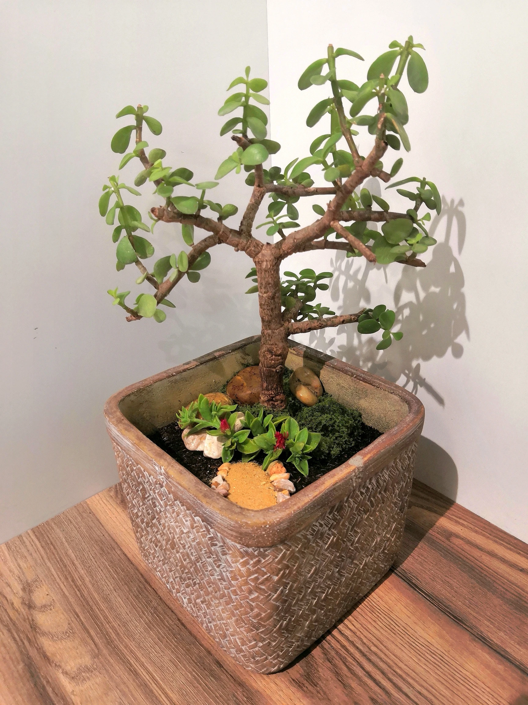 Jade Plant Bonsai (Large Concrete Pot)