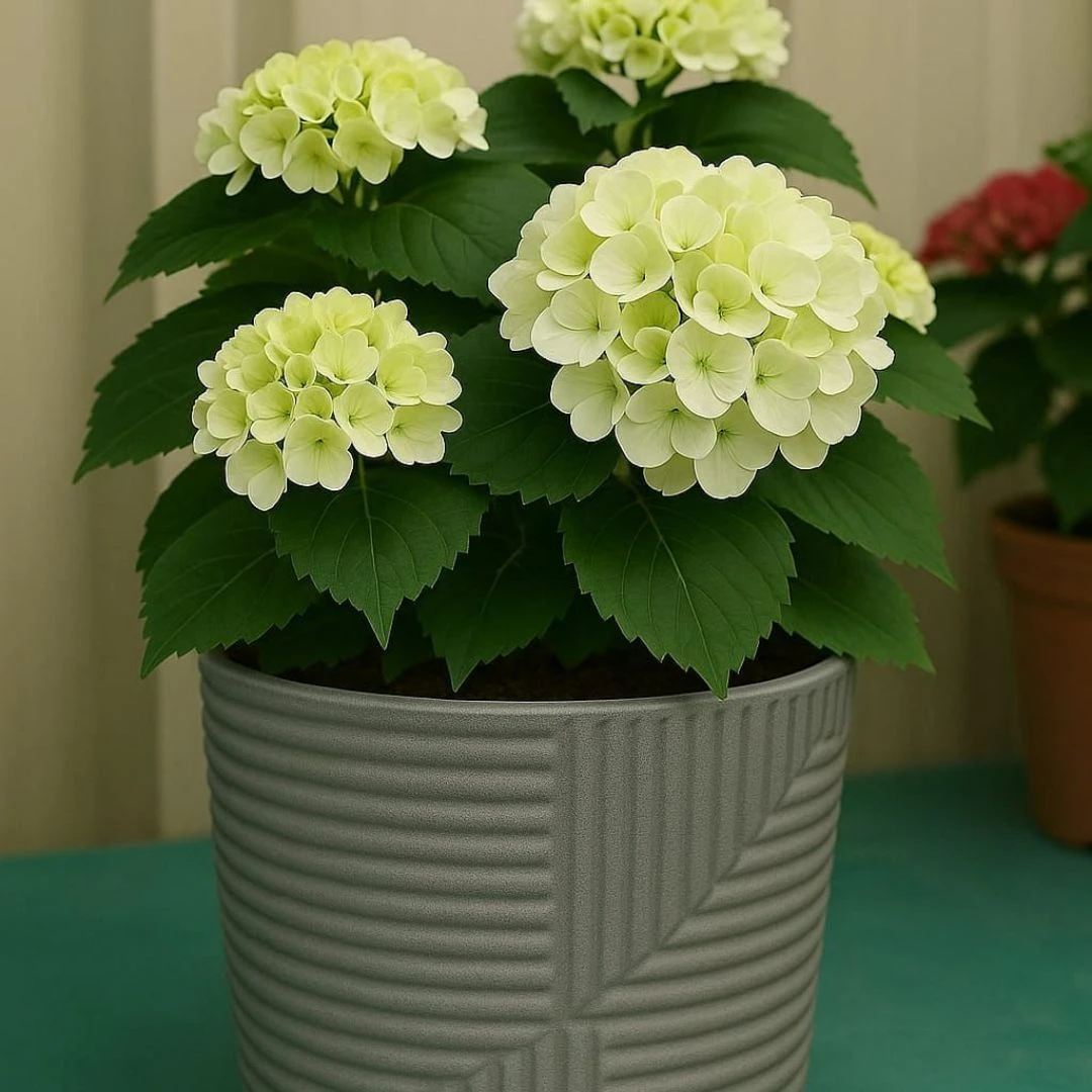 🌸 Hydrangea macrophylla – Elegant Bigleaf Hydrangea for Home & Garden Décor