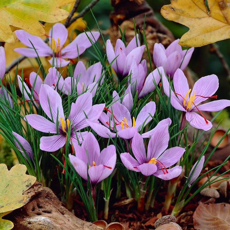 Saffron bulbs