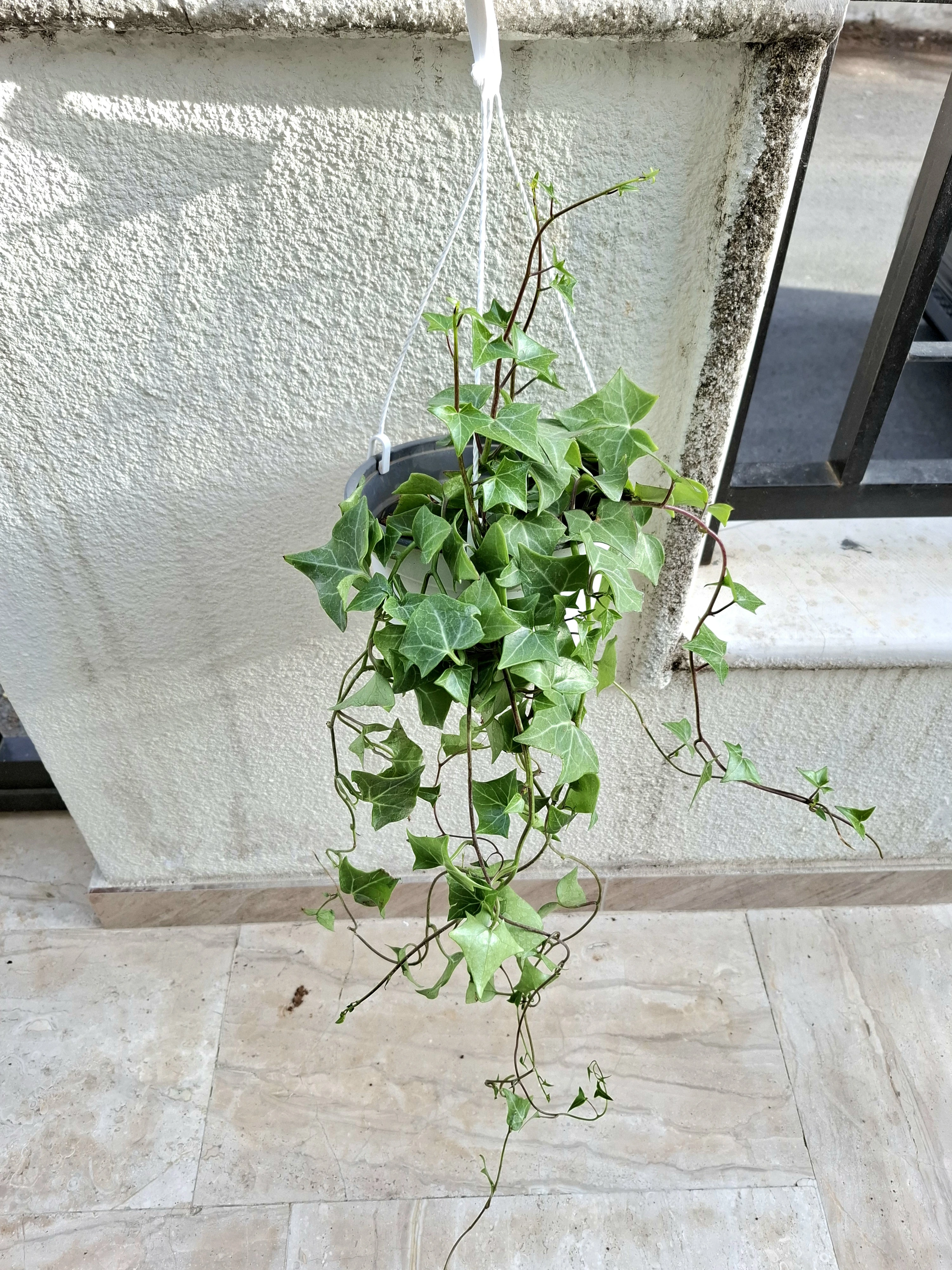 Senecio macroglossus