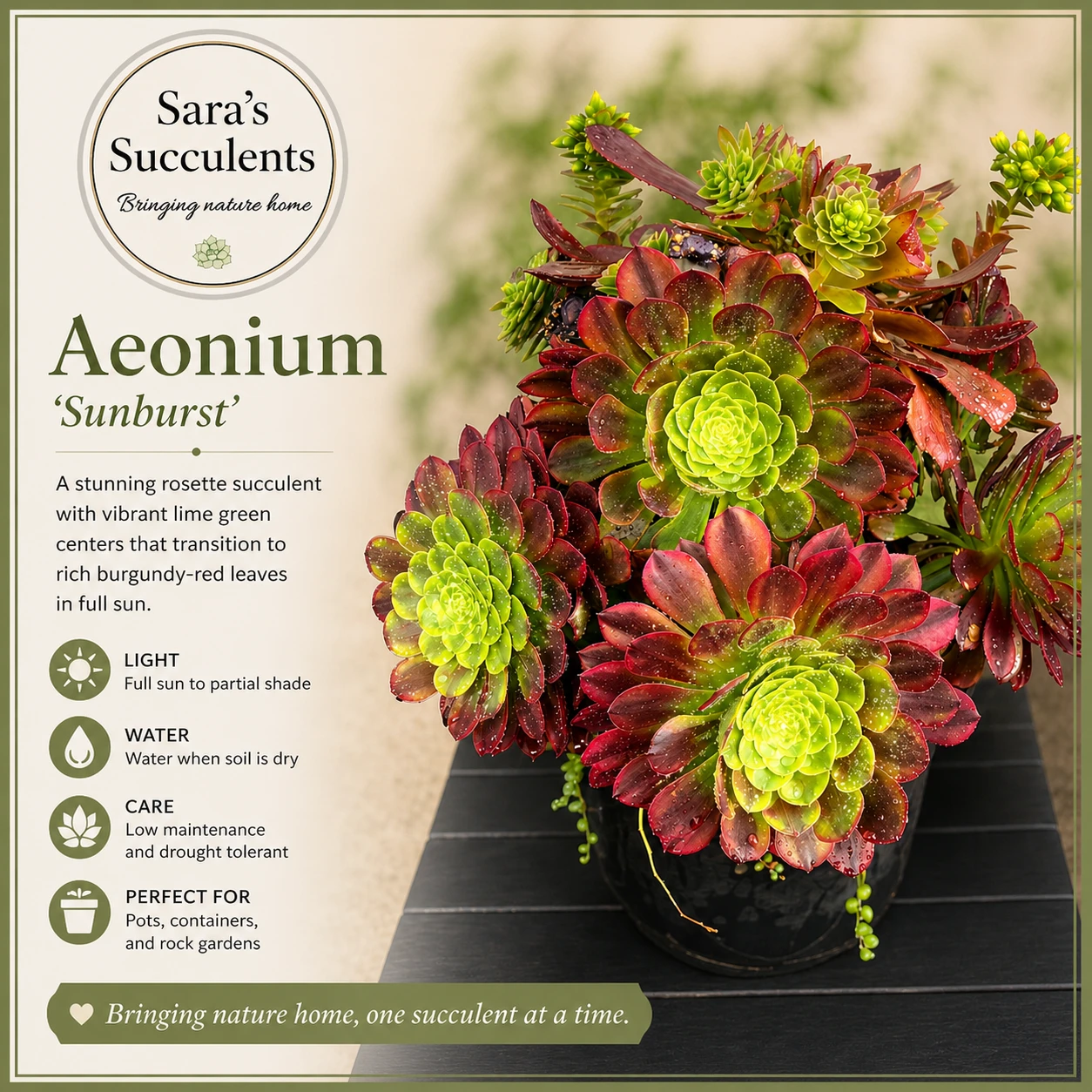 🌿 Rare Aeonium Fiesta Cluster (25 cm)