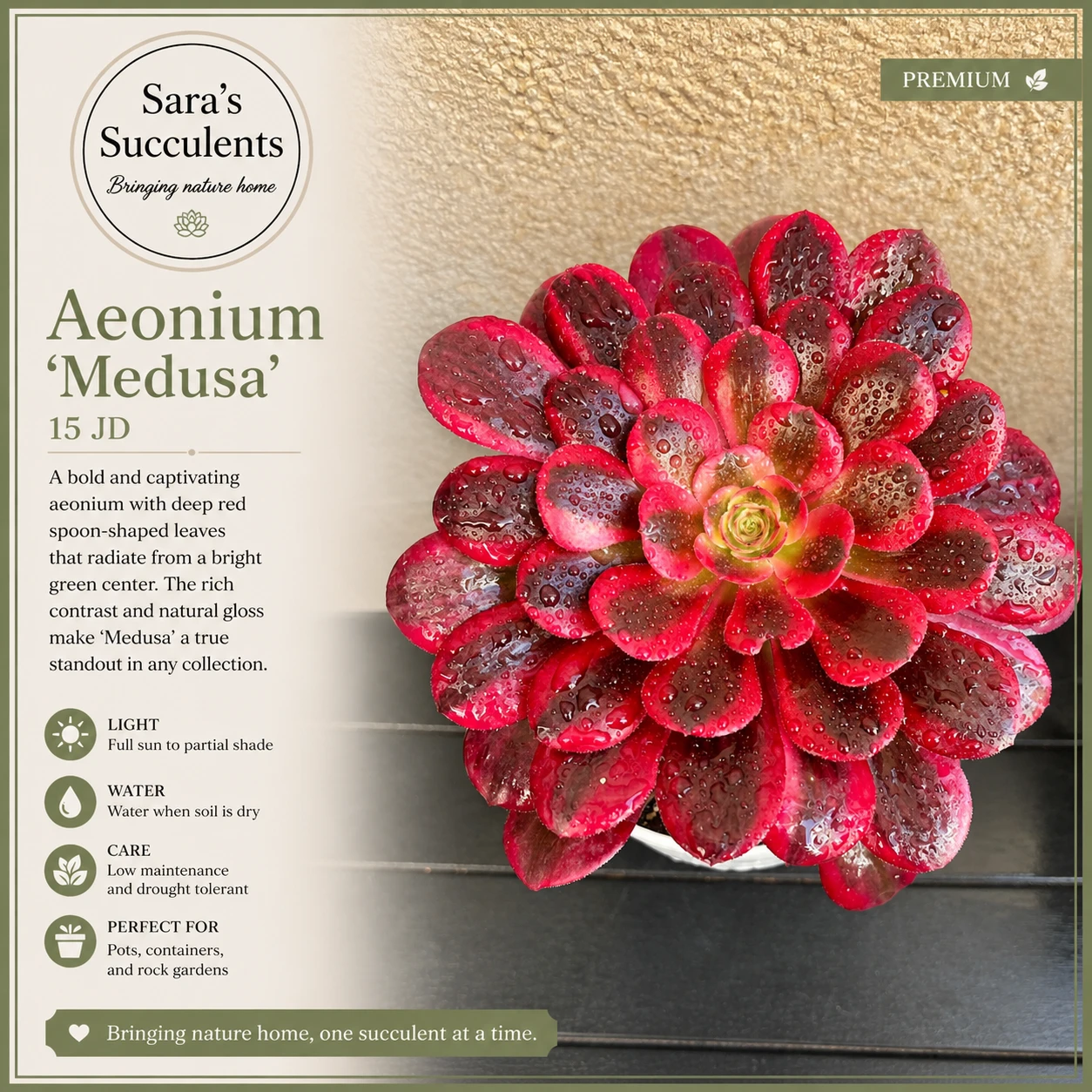 🌿 Rare Aeonium Medusa – Unique Variegation (15 cm)