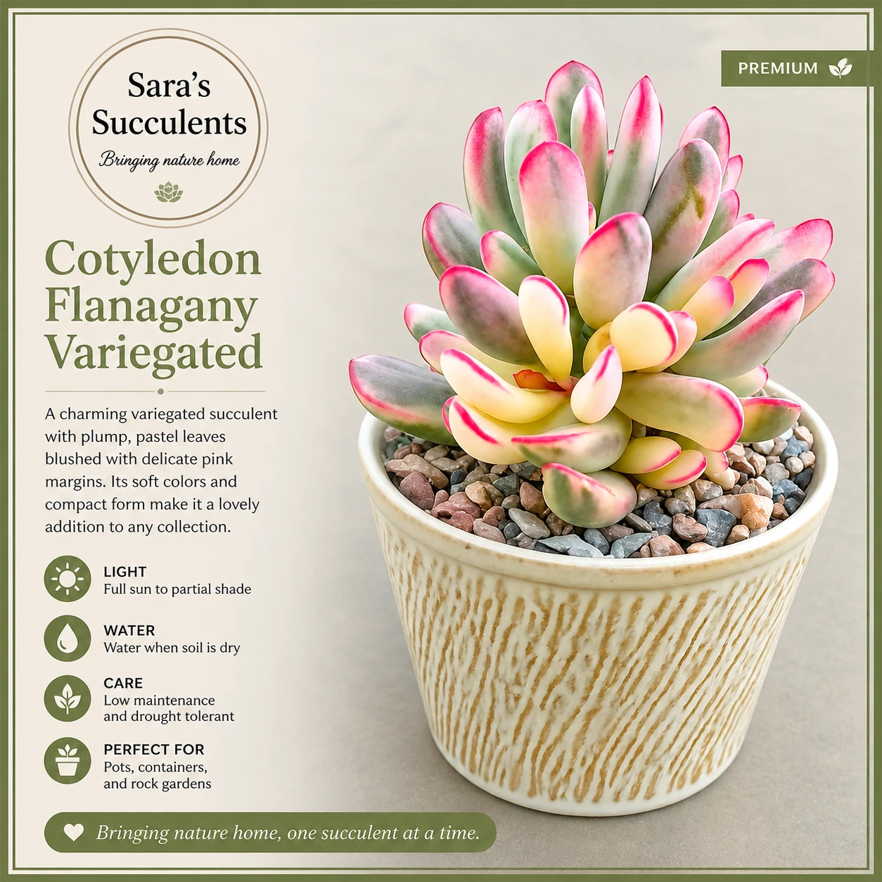 🌿 Rare Cotyledon Flanagany Variegated (12 cm)