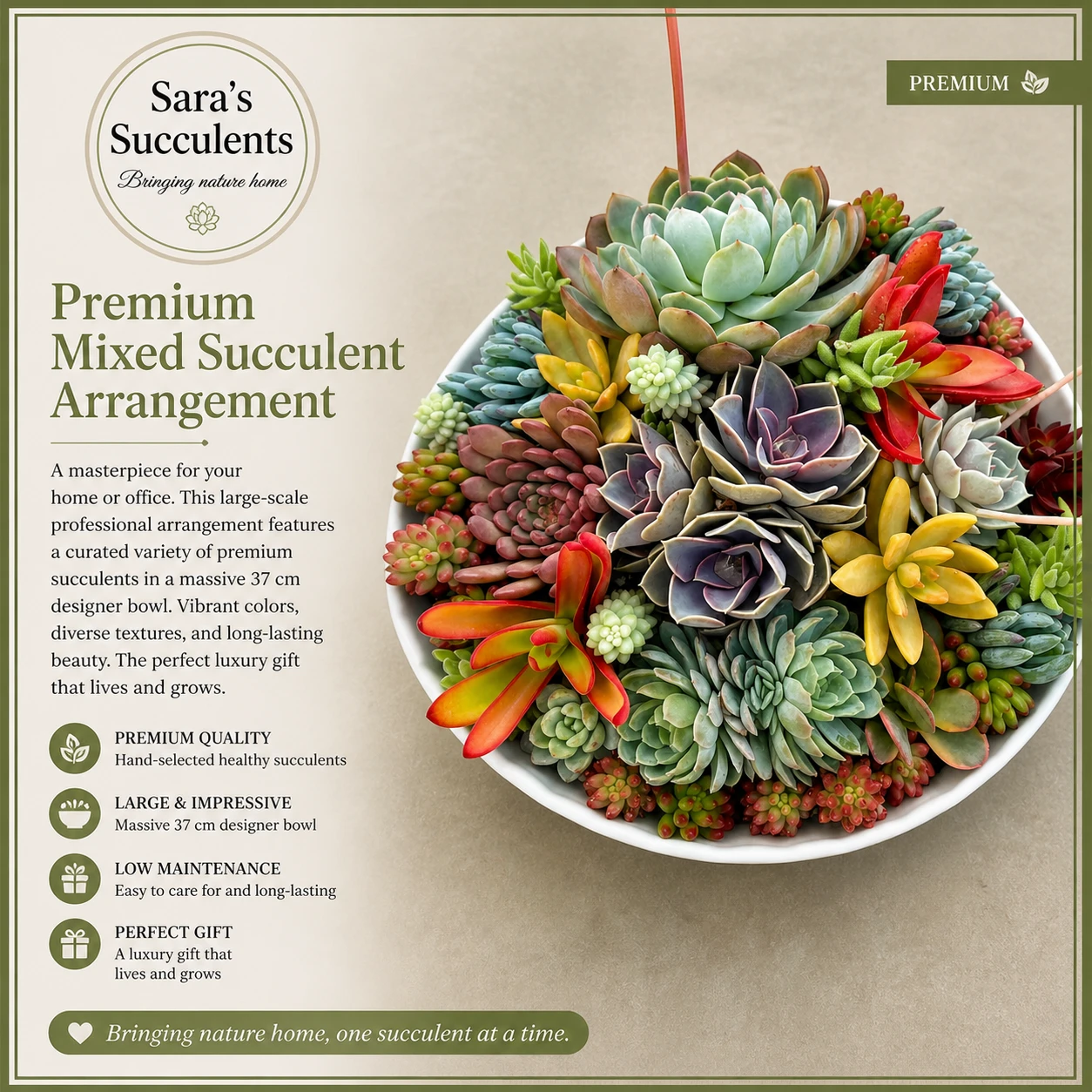 🌿 Large Premium Succulent Composition (37×37 cm)